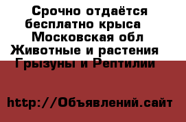 Срочно отдаётся бесплатно крыса. - Московская обл. Животные и растения » Грызуны и Рептилии   